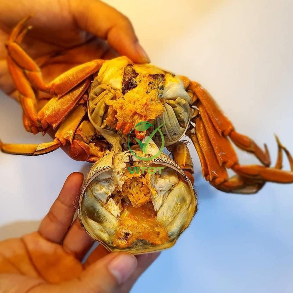 Cua Lông Thượng Hải VITOT Thịt Nhiều Gạch Ngon Đậm Đà