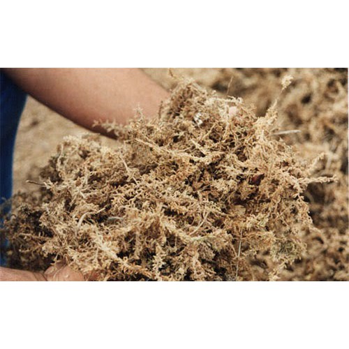 Gói 100g Dớn Trắng Cao cấp trồng Lan