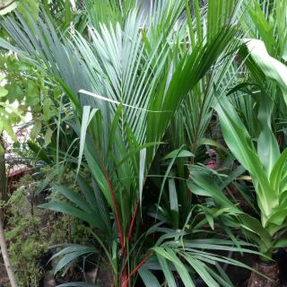 Cây 🌲 Cau đỏ.....phong thủy