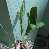 Vũ nữ hoàng hậu thanh ly