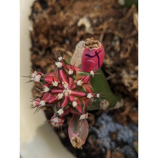 Bán hạt xương rồng rose gem giá 150k = 200 hạt