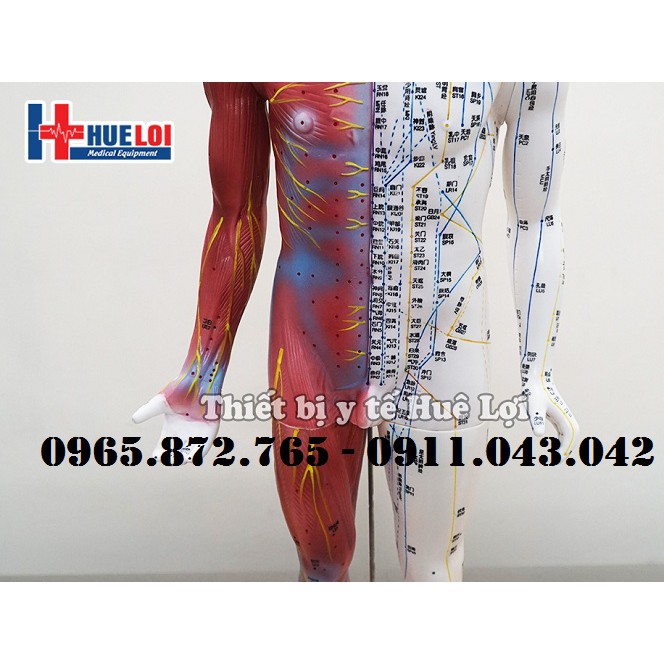 Mô hình huyệt vị và giải phẫu 85cm