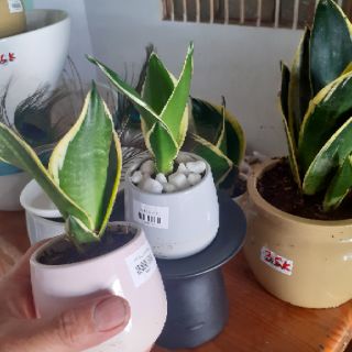 Lưỡi hổ thái búp sen thái lùn