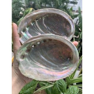 Vỏ bào ngư thô