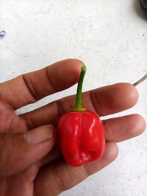 Hạt ớt  Habanero đỏ Mỹ