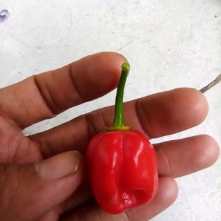 Hạt ớt  Habanero đỏ Mỹ
