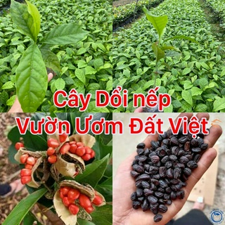 Cây giống Dổi nếp rừng thực sinh gieo hạt cao 25-30cm #cây_giống #cây_dổi_nếp