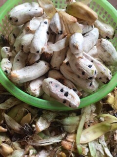 Quả chuối hột rừng