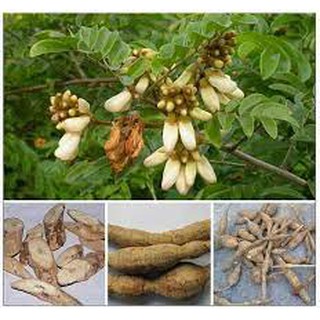 COMBO 5 CÂY CÁT SÂM GIỐNG
