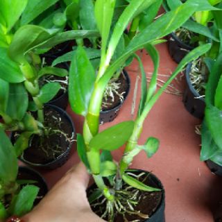 Dendro hoa hồng cây giống