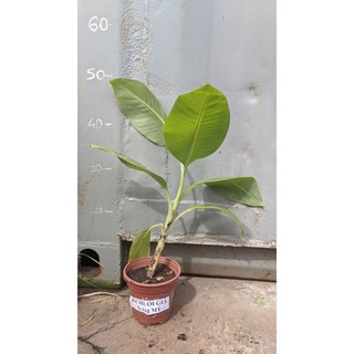 Chuối già Nam Mỹ