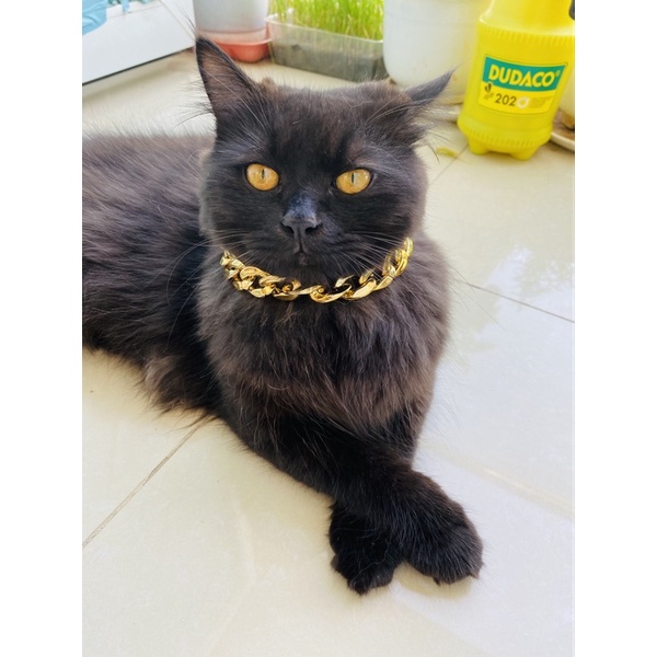 Dây chuyền vàng/bạc cho chó mèo - Vòng cổ cho thú cưng | phinthecat