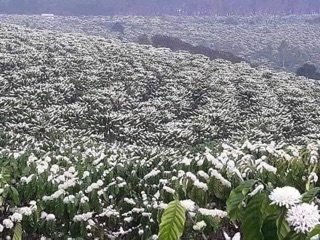 Mật ong hoa cà phê Đăk Lăk 2 lit
