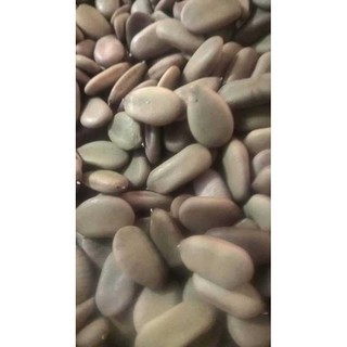 100gram hạt keo gai giống