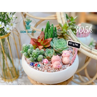 Tiểu cảnh sen đá