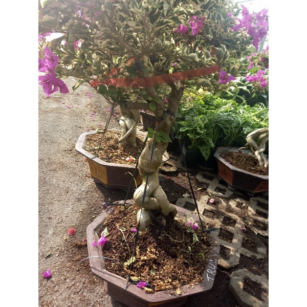 3Kg Đất Trộn Hữu Cơ 5 Loại Trồng Sen Đá Rau Sạch