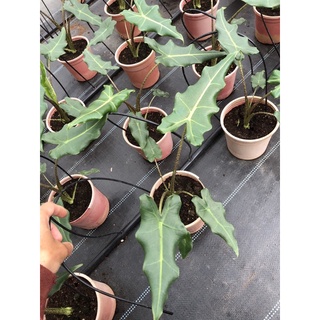 Cây môn Alocasia Sarian