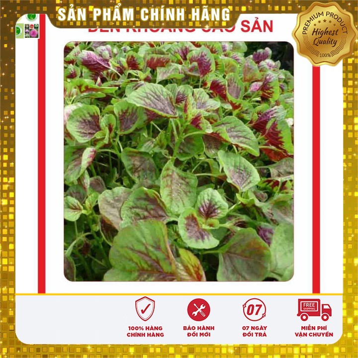 Hạt giống rau Dền Khoang 20gram [Bán Sỉ]