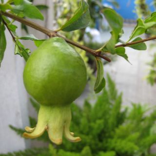 Cây 🌲 Lựu trắng.... đang hoa