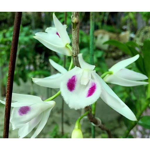 Hoa phong lan  đột biến 5 cánh trắng phú thọ