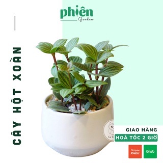 Cây Lá Hột Xoàn Peperomia Puteolata để bàn kèm chậu gốm tráng men