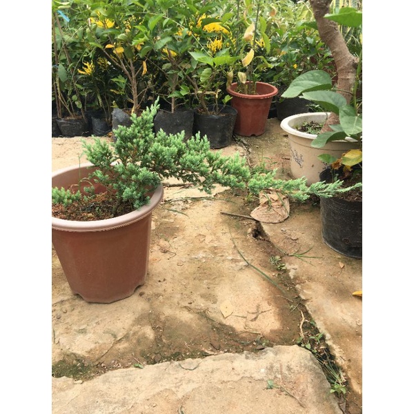 Cây tùng xà  làm cảnh, trồng non bộ, bonsai tuyệt đẹp