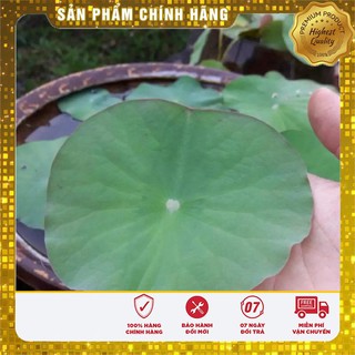 Hạt Giống Sen Mini Nhật( 5 hạt)