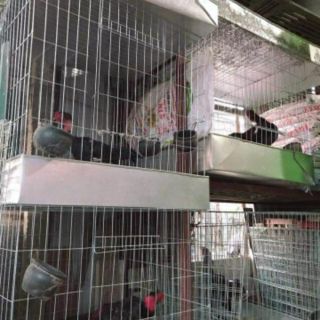 Bộ lồng ghép cho gà:1 khay +1 lồng(80x80)