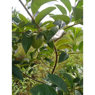 bầu 01 cây bình bát giống