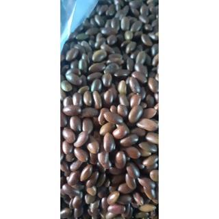 1 kg hạt giống bồ kết