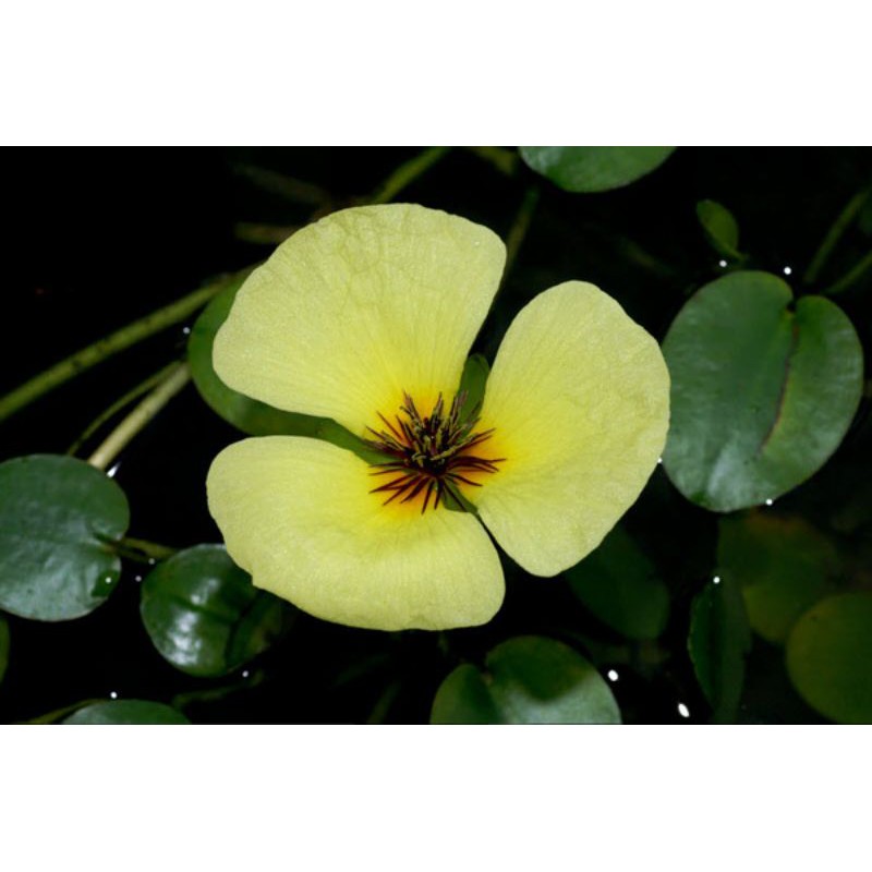 cây thủy sinh dễ sống- thủy quỳnh
