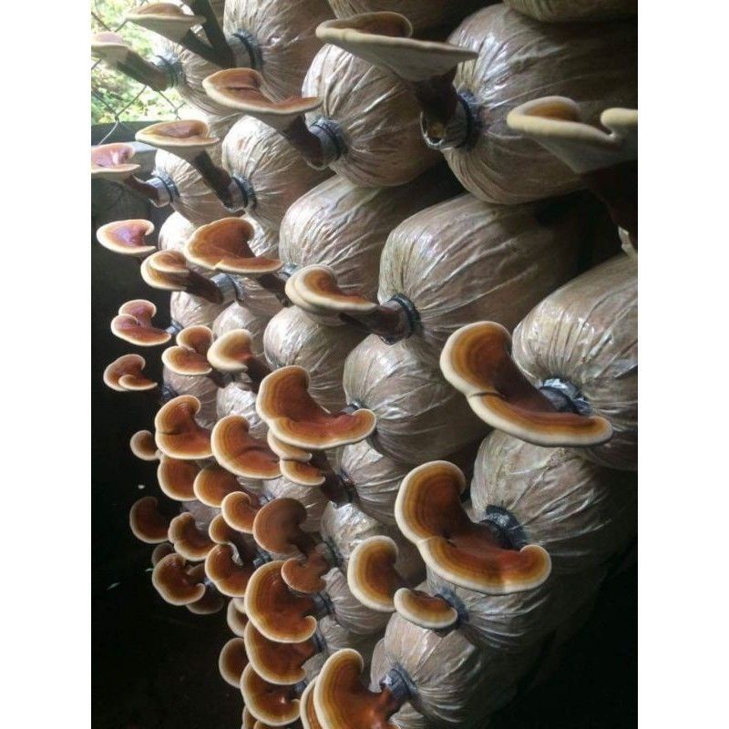 Phôi Linh Chi sắp ra nấm (về trồng liền)