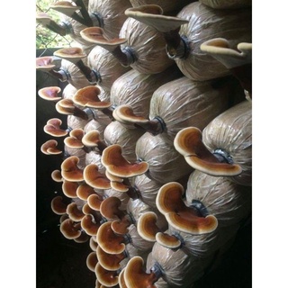Phôi Linh Chi sắp ra nấm