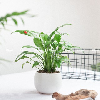 Cây Lan Ý để bàn (chậu hạt dẻ)