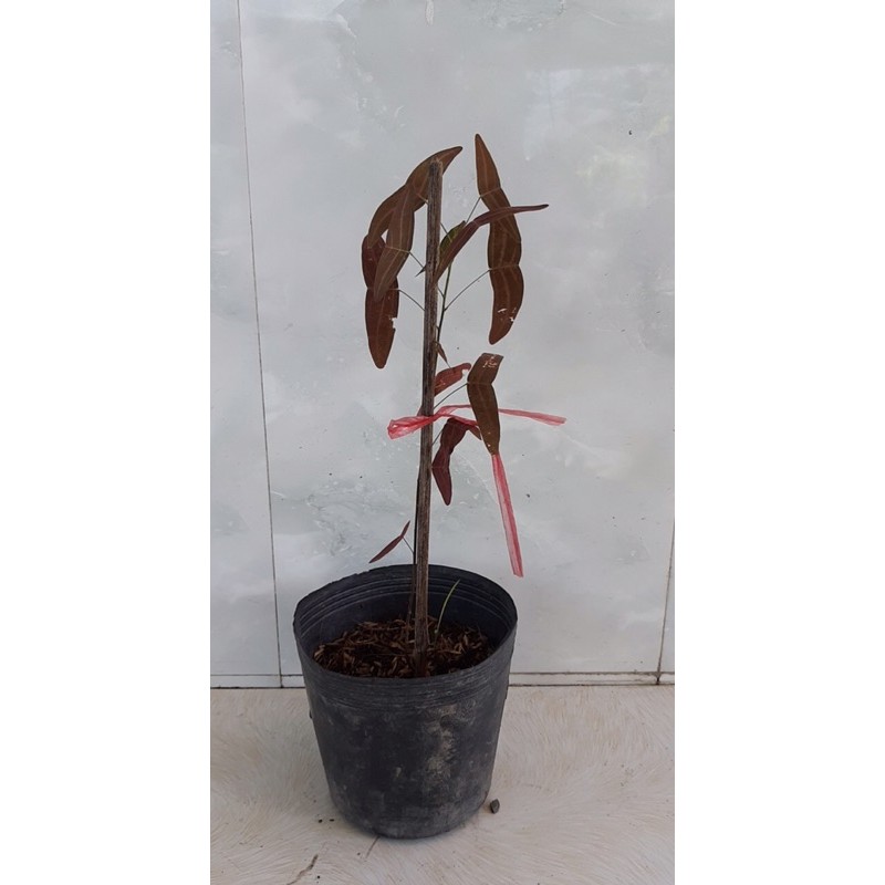 Cây cánh bướm