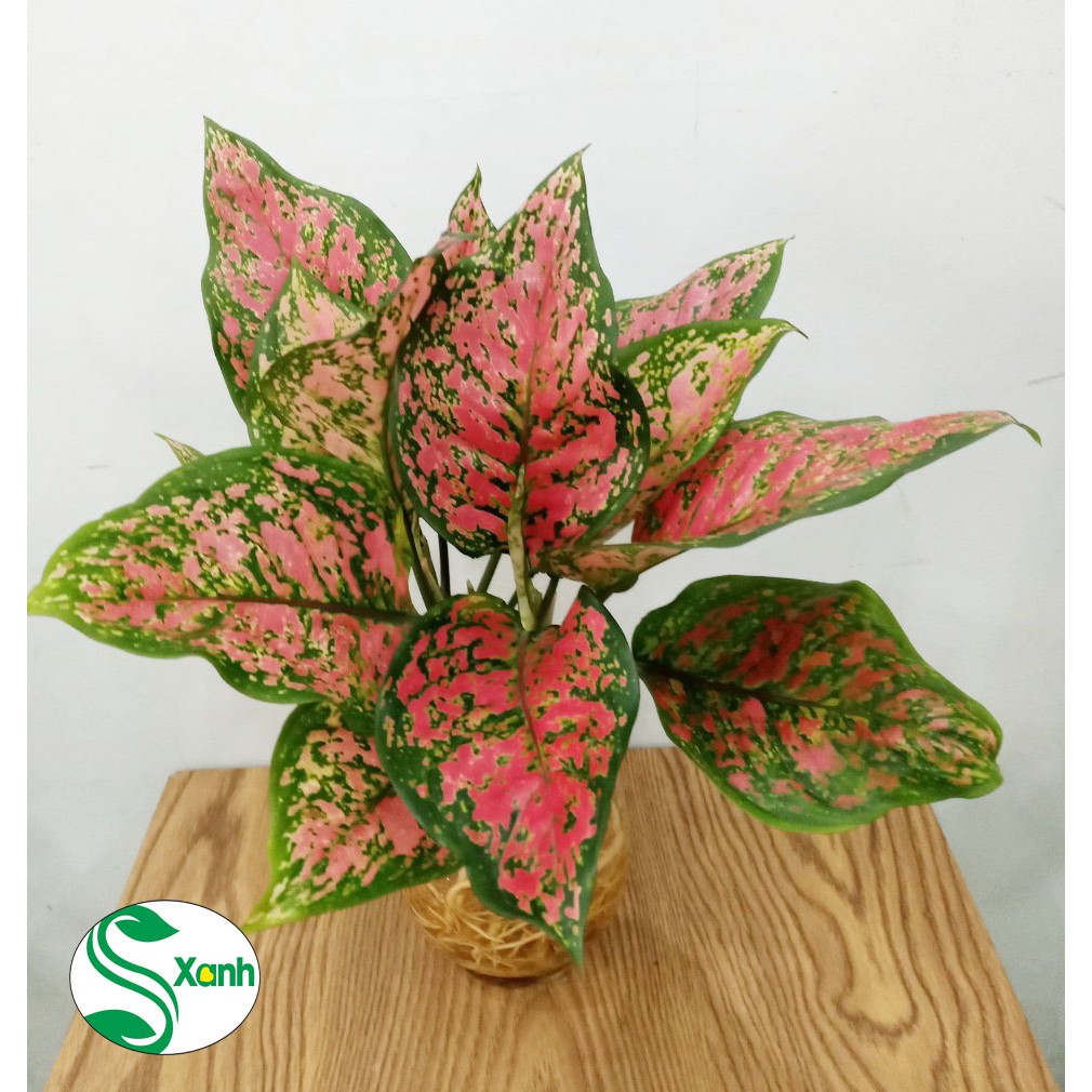 Cây vạn lộc thủy sinh để bàn