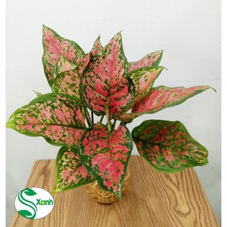 Cây vạn lộc thủy sinh để bàn