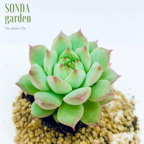 Sen đá tiểu ngọc SONDA GARDEN size mini 2.5-4cm, xuất xứ Đà Lạt, khoẻ đẹp, lỗi 1 đổi 1