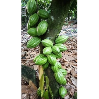 trái cacao tươi combo 3ký 55k