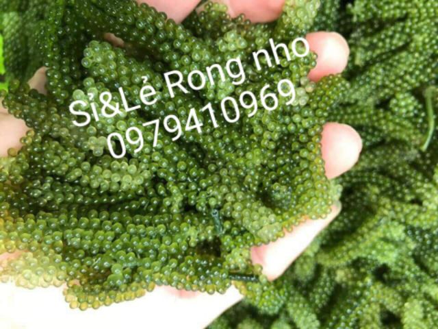 [Mã GROSALE2703 giảm 8% đơn 250K]  500gr RONG BIỂN (nho) tặng sốt. rong nho tách nước. rong nho khô