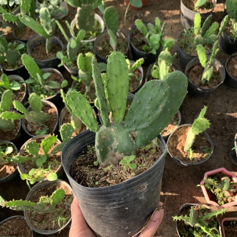 Cây xương rồng tai thỏ cao 15-20cm, cây phong thủy để bàn nội thất mang đến may mắn và thanh lọc không khí