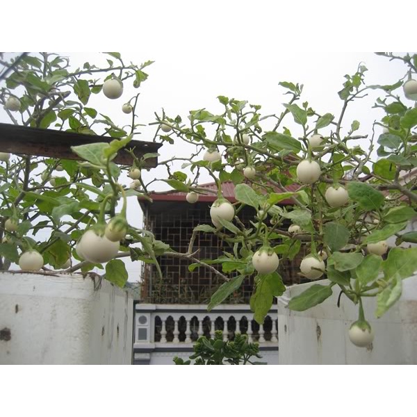 Phân Hữu Cơ Cao Cấp cho Rau Sạch, Cây Ăn Trái (BETTER Tím)16-12-8-11S+TE 1kg- Giúp Đâm Chồi, Phát Triển Cành Lá