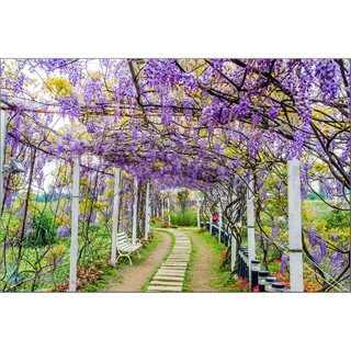 5 Hạt giống Hoa Tử Đằng