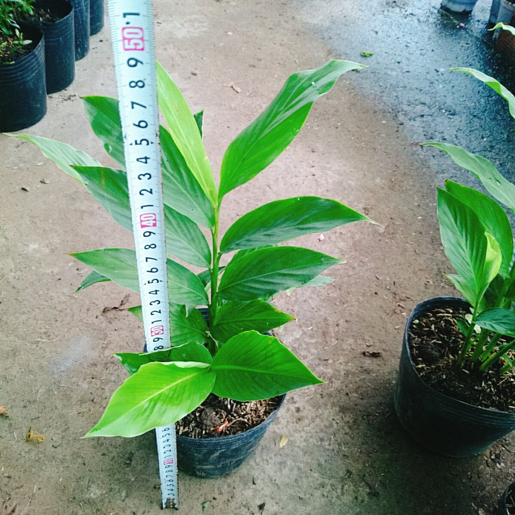 Cây hoa hạnh phúc - cây cảnh trong nhà