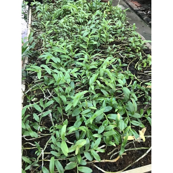 lan phi điệp tím hàng ki năm 1