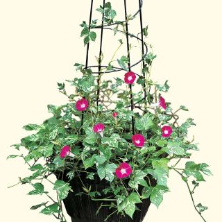 30 Hạt giống hoa triệu chuông leo