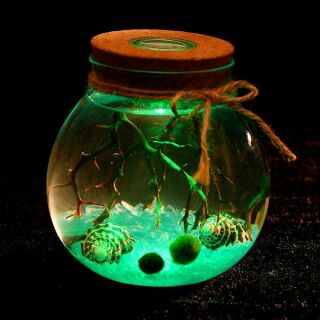 Set Đèn Led Marimo Tảo Cầu Nhật Bản