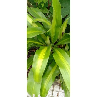 Lá Thiết Mộc Lan dùng để cắm hoa tươi trang trí