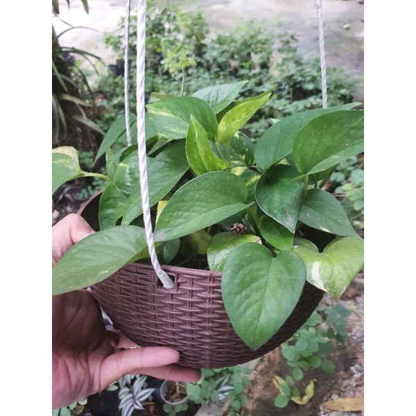 Chậu cây trầu bà vàng