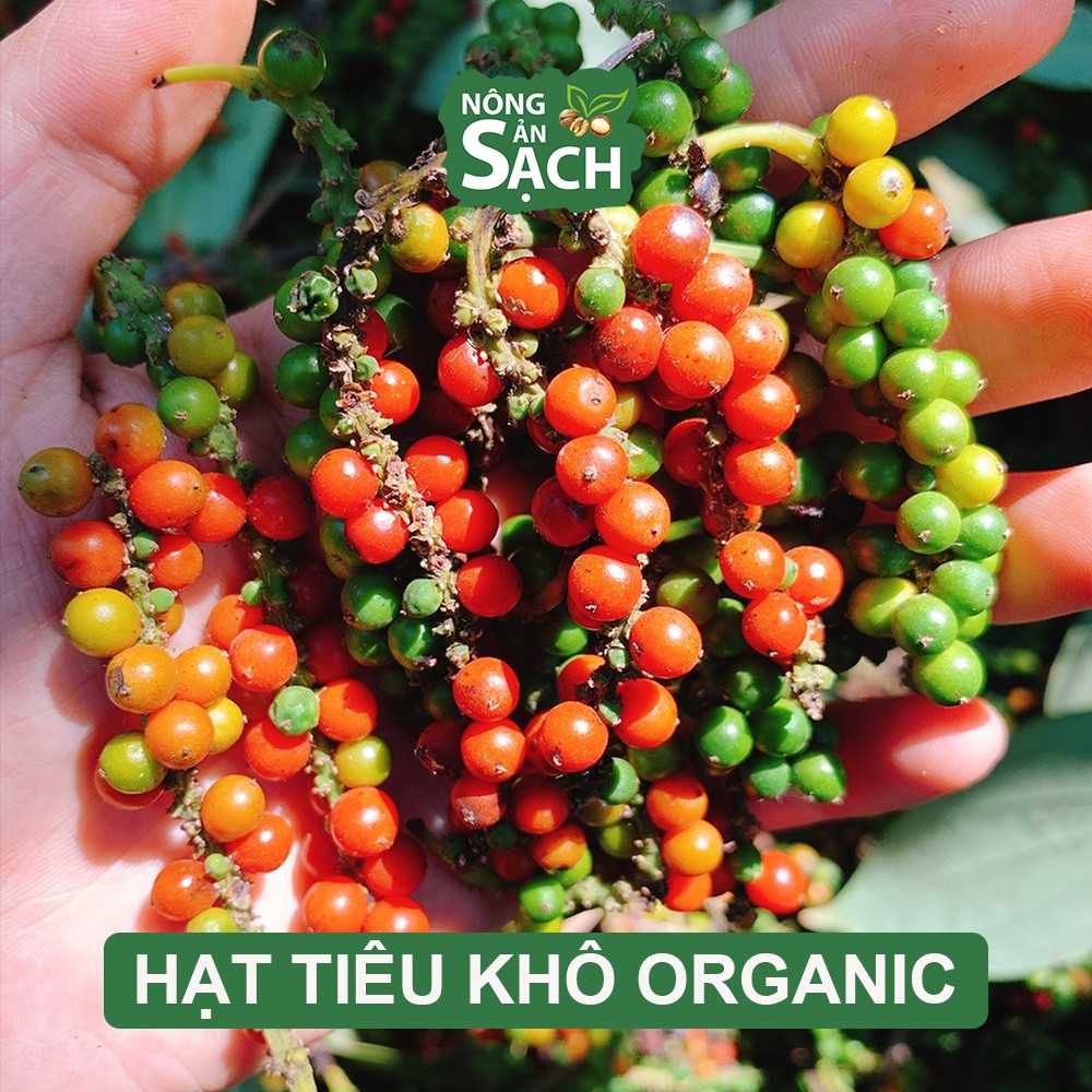 Hạt Tiêu Sạch Organic Bình Phước Chín Đỏ Phơi Khô